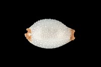 藏品(鯊皮寶螺)的圖片